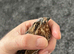 Pakistani quail