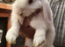 11 Week Old Lop Eared Bunnies in Northampton