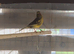 Canary and finches