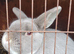 2 adults rabbits male and female