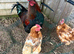 POL hens with black Copper Marron cock