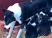 Top quality Border Collie Pups
