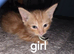 Ginger kittens