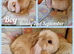 Mini lop kits available to reserve