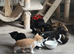 Beautiful healthy 2 boys kittens looking for home