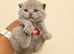 Champion GCCF British Shorthair Kittens