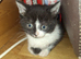 5 Playful Kittens for sale