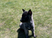 2 Mali x Shepherd Boy Pups. Ready to leave 3rd May.