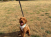 Miniature Poodle