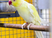 Yellow Male Ringneck available