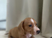 Miniature Dachunds