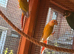 Male & Female Conures