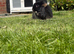 Female rabbit