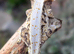 Various crested geckos