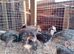 3 week old guinea fowl keets (chicks) for sale in torquay