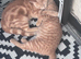Ginger female kitten looking for her home