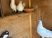 12 white droppers for sale couple of fantails