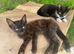 Two ten week old male kittens