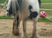 Beautiful heavy cob mare