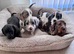 Miniature dachshund