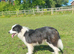 Borderdoodle Puppies fully vaccinated ready for walks and to explore the outside world.