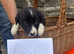 6 border collie puppies