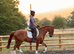 Very Smart Show Hunter/ Dressage