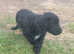 Cockapoo Puppies * last girl*