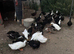 Cayuga/Pekin cross ducks - various ages & colours