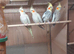 Albino Cockatiels