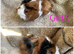 Boys and girls guineas for sale