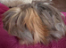 Peruvian Red /lilac point boar 3 mths old