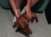 dacshound for sale female
