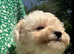 Beautiful White F1 Toy Poochon boy