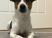 1 year old jack russel