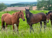 16h tb gelding