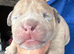 Old English Bulldogs