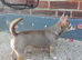 Pedigree Russian bloodline chihuahua