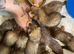 Hand reared litter