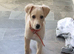 Female lurcher pup