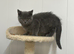 Gorgeous pure British shorthaired kittens