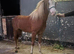 Welsh b filly