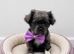 Fluffy frenchie cross.