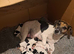Tri coloured Jack Russell puppies