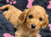 Beautiful cockapoo puppies