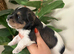 5* KC Tri-Colour Parti & Black Mini Schnauzer
