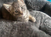 Kittens looking for their forever home.