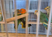 Young lovebirds