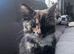 Girl kitten need her rehoused asap