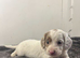 Cockapoo puppies